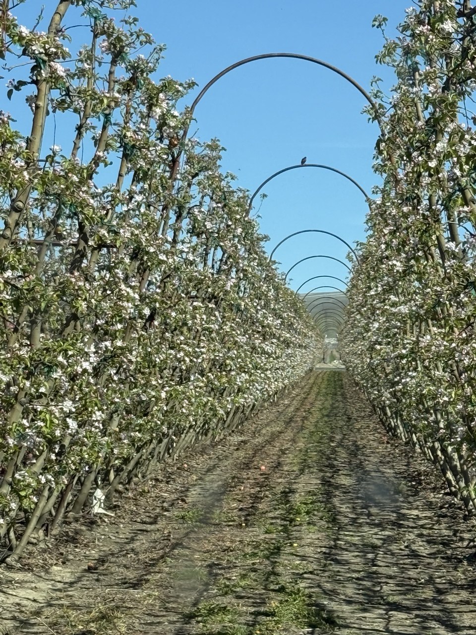 Trellised apple orchard in full bloom, Yakima Valley.